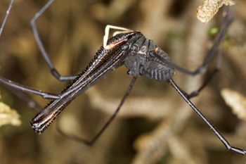 Media type: image;   Invertebrate Zoology 29269